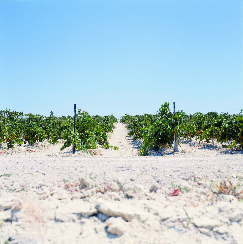 The vineyards of Jerez, featuring the white albariza soils. (credit: CRDO Jerez y Manzanilla)