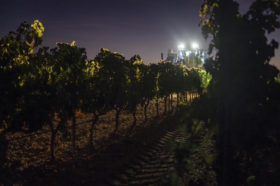 Domaine Sainte Marguerite night harvesting 2023 (photo by @laurentParienti-2)