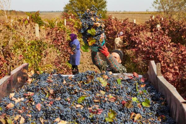 Grape Harvest Being Loaded Into A Truck In Ukraine