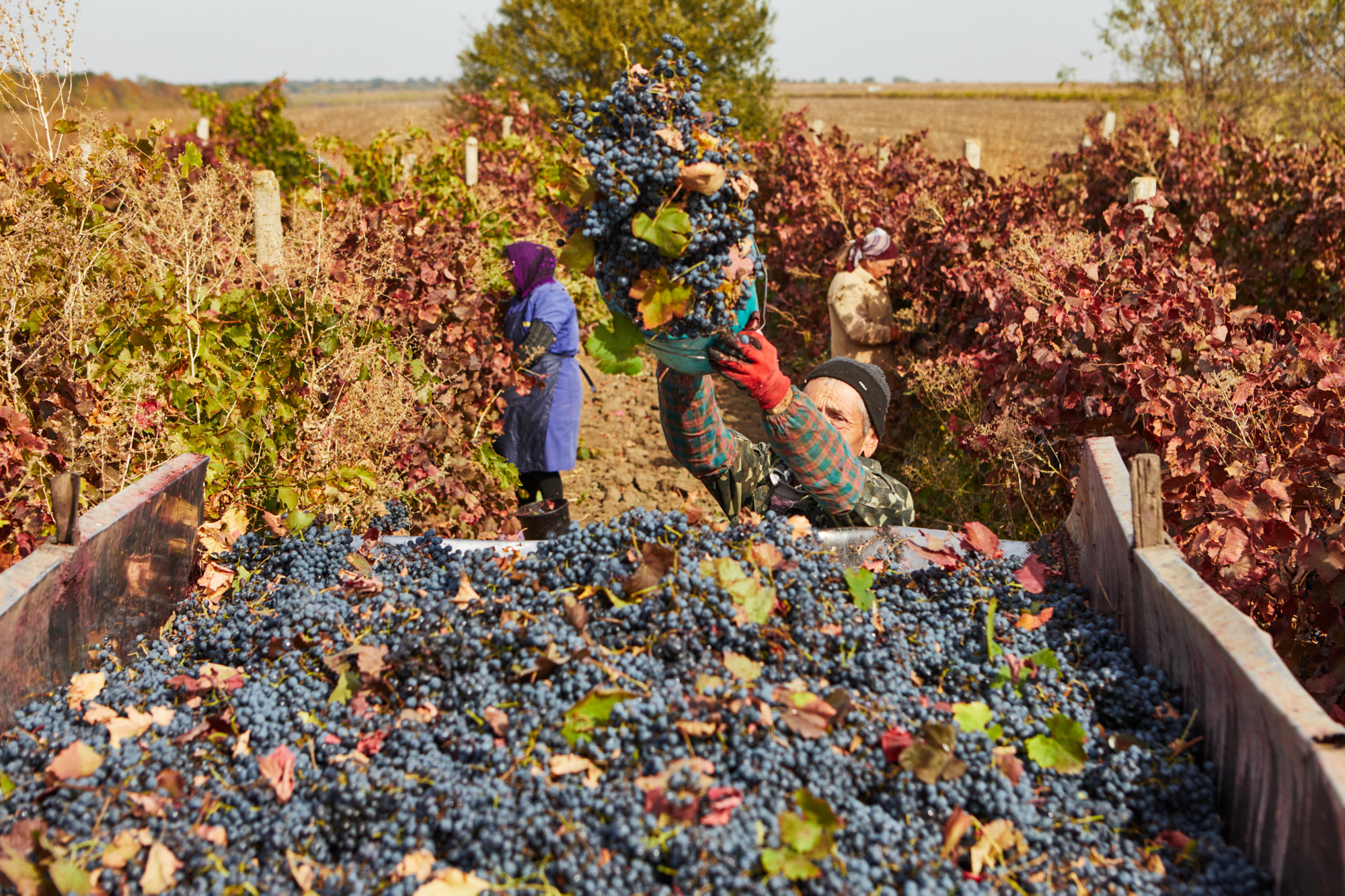 Grape harvest being loaded into a truck in Ukraine