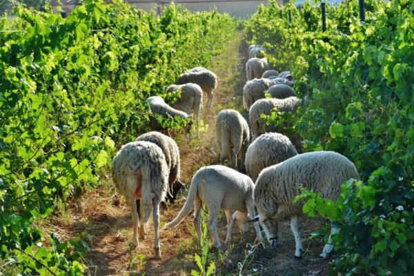 D.O. Penedés Vineyard With Roaming Sheep