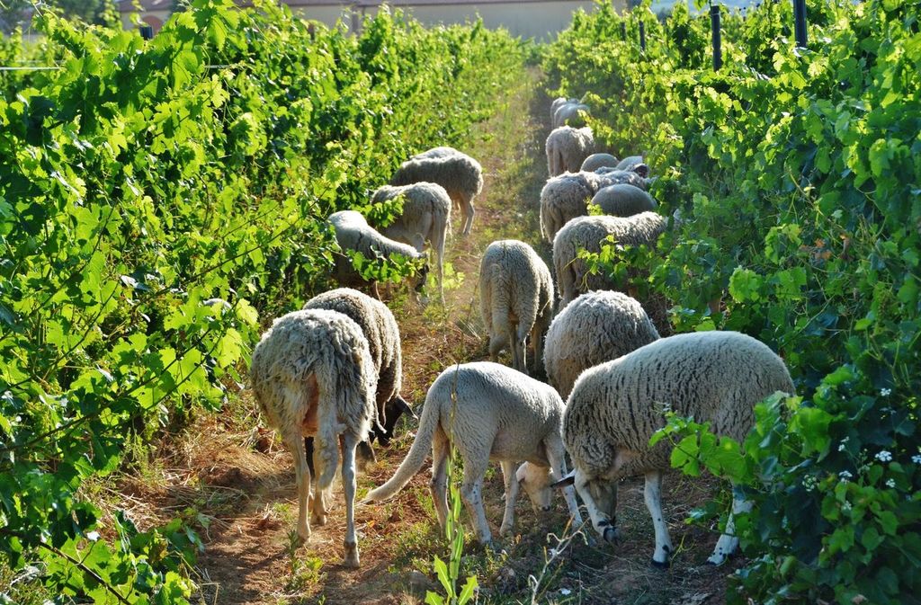 D.O. Penedés vineyard with roaming sheep