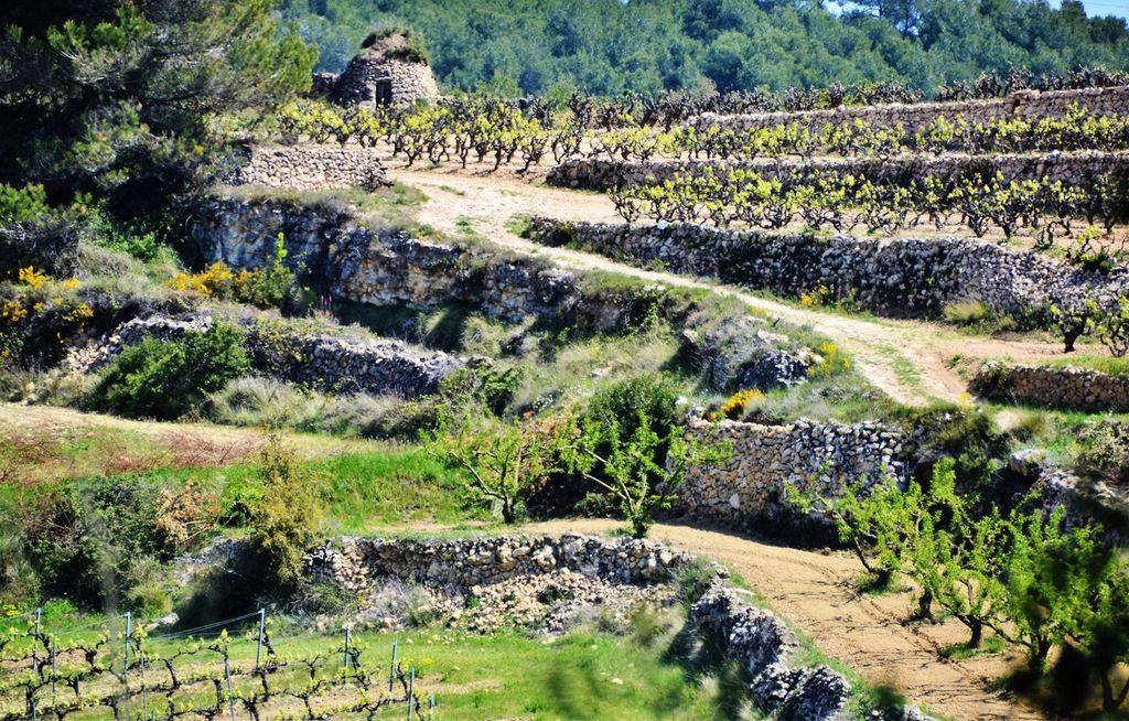 D.O. Penedés terraced vinyeard