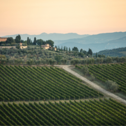 Chianti Classico: Celebrating A Century Of Creating Tuscany’s Finest Wines