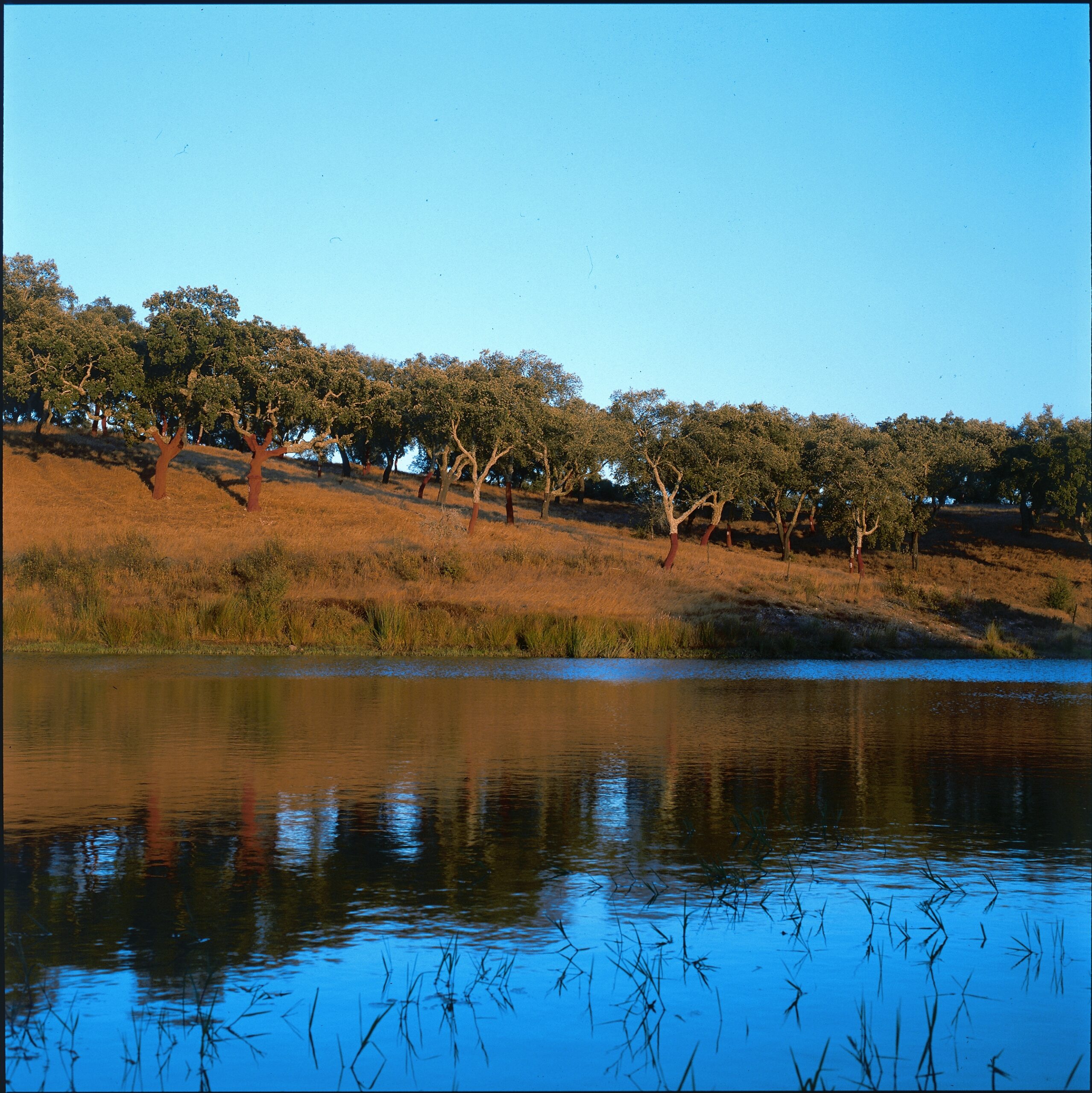 sobreiros lago