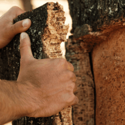 Beyond the ritual: science, sustainability and cork