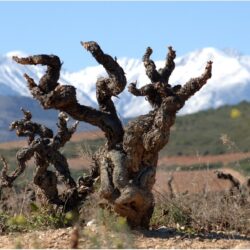 Roussillon: the smart money’s on the South