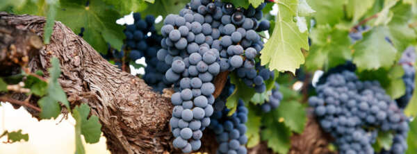 VITOR DE FREITAS PEREIRA